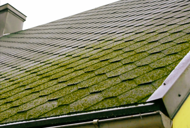 コケ、カビ、色あせ